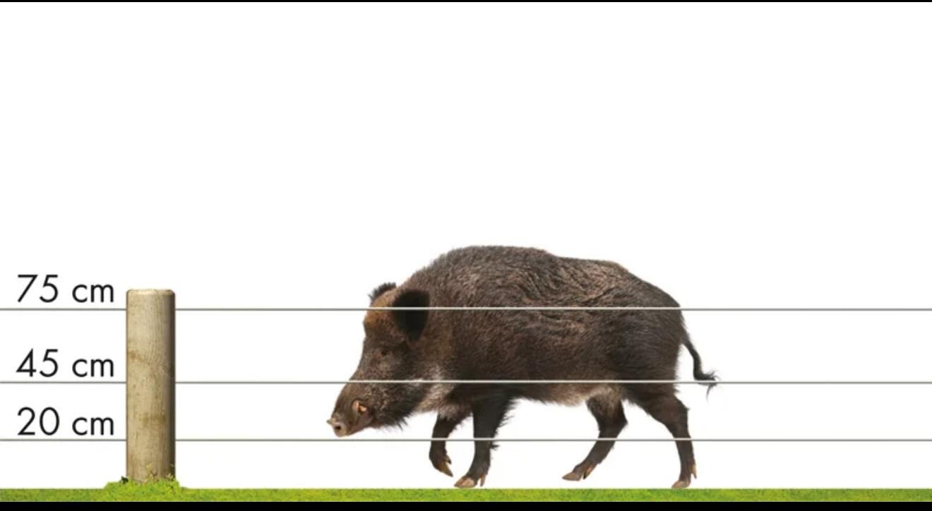 er-agtelektrik-0-domuz-savar